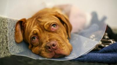 The Supervet: Noel Fitzpatrick