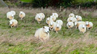 Countryfile