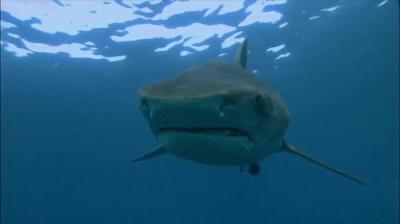 When Sharks Attack