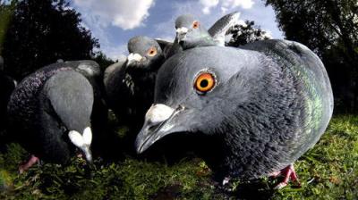 Natural World
