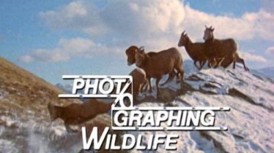 Marty Stouffer's Wild America