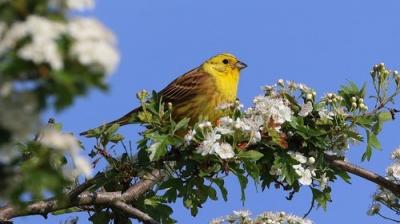 Springwatch