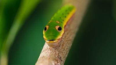 The Secret Lives of Animals