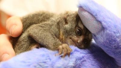 Dr. K's Exotic Animal ER