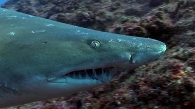 When Sharks Attack