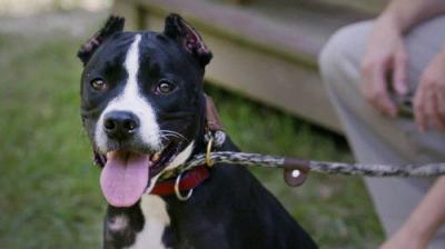 Pit Bulls and Parolees