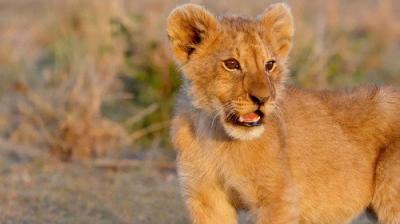Lion