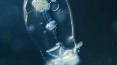 Journey to the Microcosmos