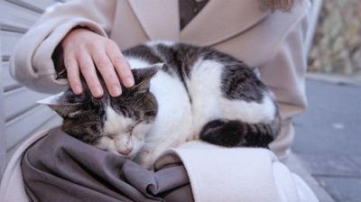 A Cat's-Eye View of Japan