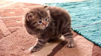 Too Cute