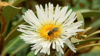 Gardening Australia