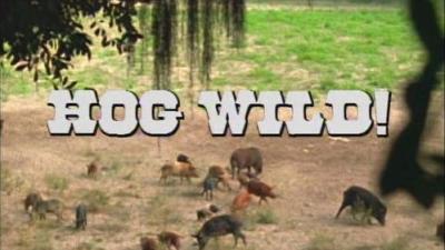Marty Stouffer's Wild America