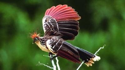 Natural World