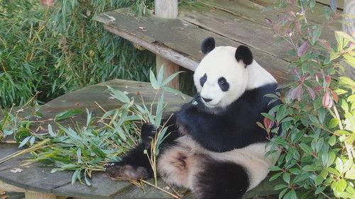 Het echte leven in de dierentuin filmas žiurėti online