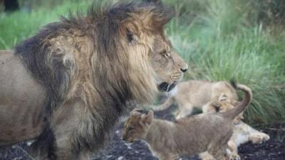 Taronga: Who's Who In The Zoo