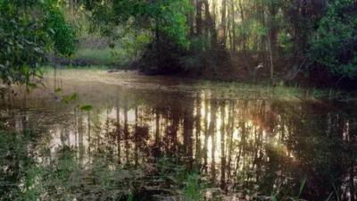 Planeta Selva