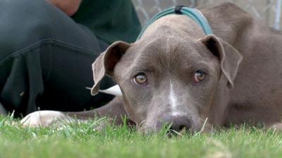 Pit Bulls and Parolees