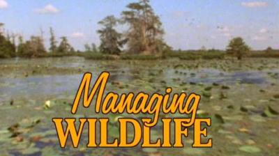 Marty Stouffer's Wild America
