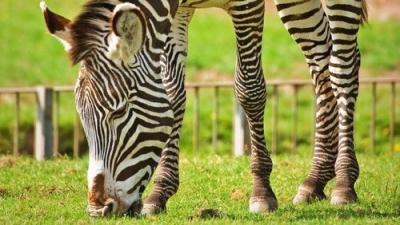 The Secret Life of the Zoo