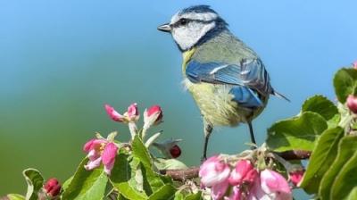 Springwatch
