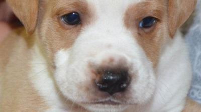 For the Love of Dogs