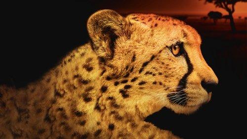 Africa's Deadliest filmas žiurėti online