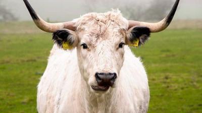Countryfile