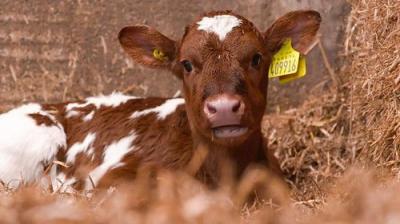 Countryfile