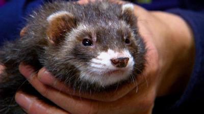 Dr. K's Exotic Animal ER