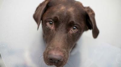 The Supervet: Noel Fitzpatrick