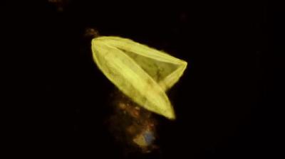 Journey to the Microcosmos