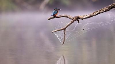 Winterwatch