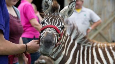 The Incredible Dr. Pol