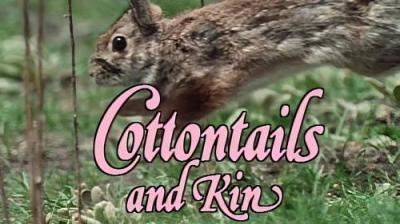Marty Stouffer's Wild America