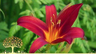 Gardeners' World