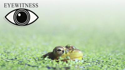 Eyewitness