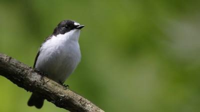 Springwatch