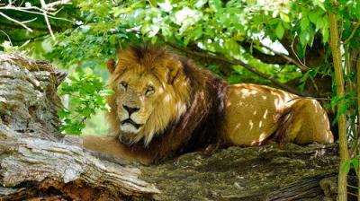 Animal Park