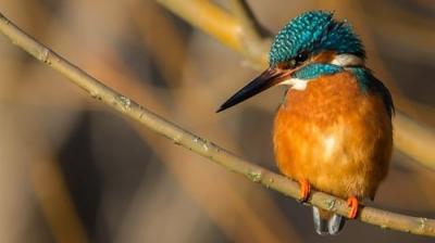 Springwatch
