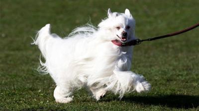 Crufts