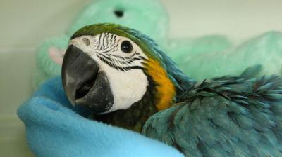 Dr. K's Exotic Animal ER