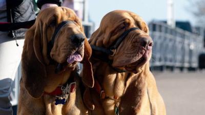 Crufts