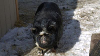 Dr. Oakley, Yukon Vet