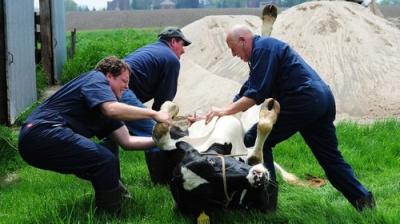 The Incredible Dr. Pol