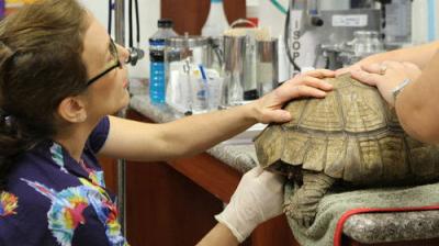 Dr. K's Exotic Animal ER