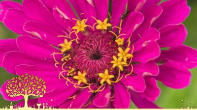 Gardeners' World