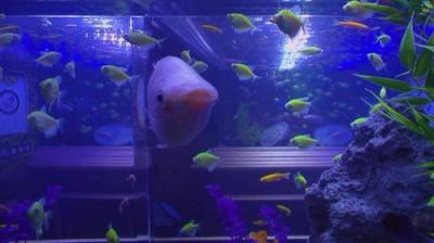 Tanked