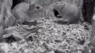 Springwatch
