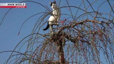 A Cat's-Eye View of Japan