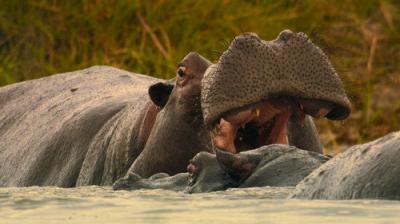 Big Beasts
